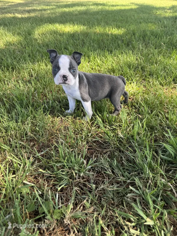 Stella – Boston Terrier puppy for sale in Merced, CA