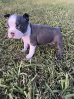 Stella, a female Boston Terrier for sale in Merced, CA – Photo 2 of 9