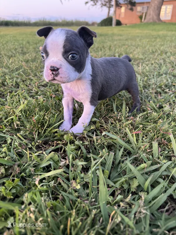 Stella, a female Boston Terrier for sale in Merced, CA – Photo 1 of 9