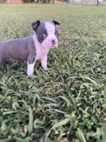 Stella, a female Boston Terrier for sale in Merced, CA – Photo 6 of 9