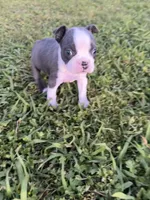 Stella, a female Boston Terrier for sale in Merced, CA – Photo 3 of 9