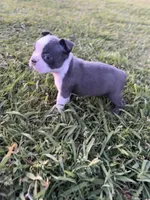 Stella, a female Boston Terrier for sale in Merced, CA – Photo 4 of 9