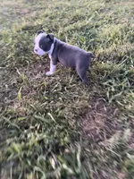 Stella, a female Boston Terrier for sale in Merced, CA – Photo 8 of 9