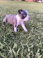 Stella, a female Boston Terrier for sale in Merced, CA – Photo 7 of 9