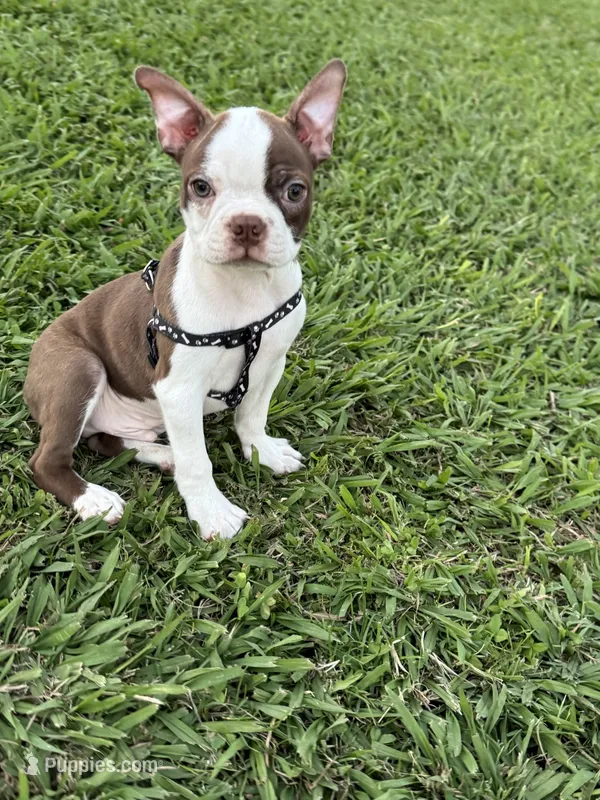 Cooper – Boston Terrier puppy for sale in Merced, CA