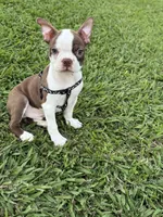 Cooper, a male Boston Terrier for sale in Merced, CA – 1 of 7