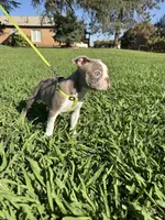 Hazel , a female Boston Terrier for sale in Merced, CA – 5 of 6