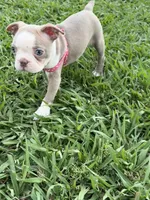 Coco, a female Boston Terrier for sale in Merced, CA – 3 of 9