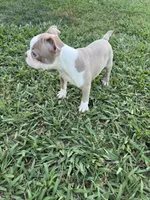 Poppy, a female Boston Terrier for sale in Merced, CA – 4 of 5