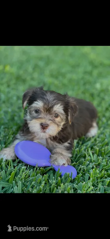 Toby – Shih Tzu, Yorkshire Terrier puppy for sale in Merced, CA