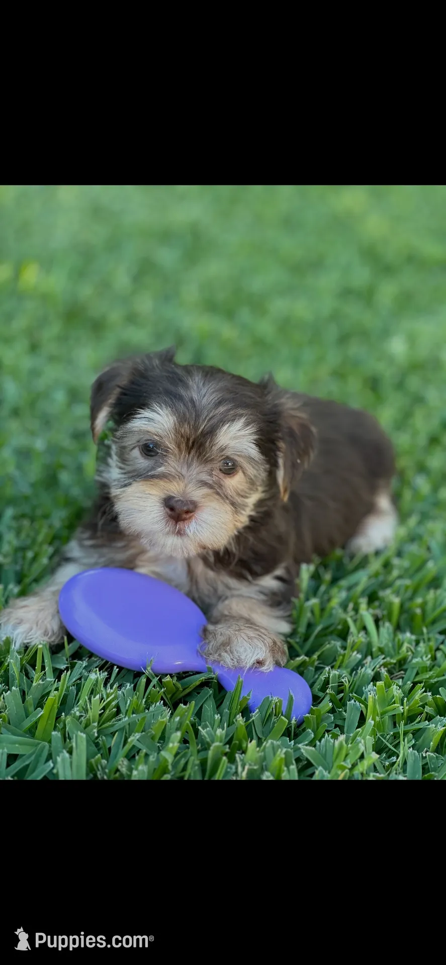 Toby, a male Shih Tzu and Yorkshire Terrier for sale in Merced, CA – 1 of 3