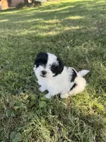 Daisy, a female Shih Tzu for sale in Merced, CA – 4 of 5