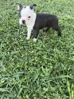 Bella, a female Boston Terrier for sale in Merced, CA – 4 of 6