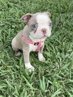 Coco, a female Boston Terrier for sale in Merced, CA – 4 of 9