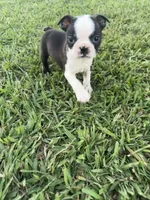 Bailey, a female Boston Terrier for sale in Merced, CA – 7 of 8