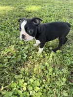 Rocky, a male Boston Terrier for sale in Merced, CA – Photo 6 of 7