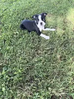 Rocky, a male Boston Terrier for sale in Merced, CA – Photo 3 of 7