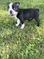 Rocky, a male Boston Terrier for sale in Merced, CA – Photo 2 of 7