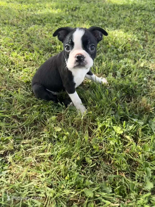 Rocky – Boston Terrier puppy for sale in Merced, CA