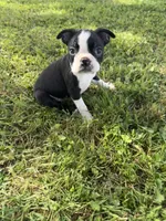 Rocky, a male Boston Terrier for sale in Merced, CA – Photo 4 of 7