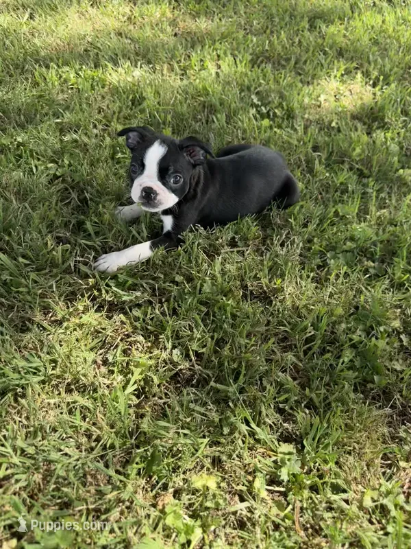 Rocky – Boston Terrier puppy for sale in Merced, CA
