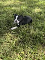 Rocky, a male Boston Terrier for sale in Merced, CA – Photo 1 of 7