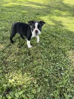 Rocky, a male Boston Terrier for sale in Merced, CA – Photo 7 of 7