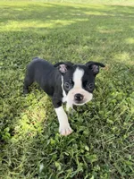 Rocky, a male Boston Terrier for sale in Merced, CA – Photo 5 of 7