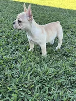Luna, a female French Bulldog for sale in Merced, CA – 5 of 8