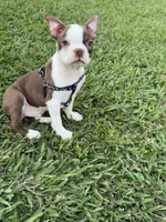 Cooper, a male Boston Terrier for sale in Merced, CA – 4 of 7