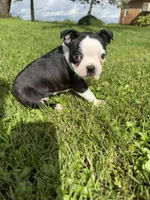 Bella, a female Boston Terrier for sale in Merced, CA – Photo 2 of 5