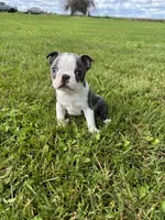 Skye , a female Boston Terrier for sale in Merced, CA – Photo 1 of 7