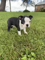 Bella, a female Boston Terrier for sale in Merced, CA – Photo 1 of 5