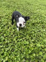 Bella, a female Boston Terrier for sale in Merced, CA – Photo 4 of 5