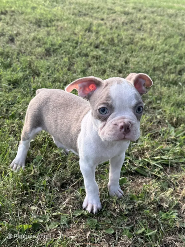 Bingo – Boston Terrier puppy for sale in Merced, CA