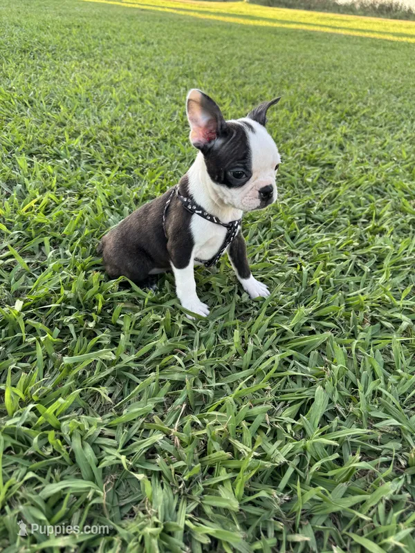 Bella – Boston Terrier puppy for sale in Merced, CA