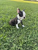 Bella, a female Boston Terrier for sale in Merced, CA – 1 of 8