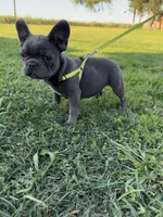 Bluey, a male French Bulldog for sale in Merced, CA – Photo 7 of 7