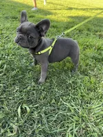 Bluey, a male French Bulldog for sale in Merced, CA – Photo 2 of 7