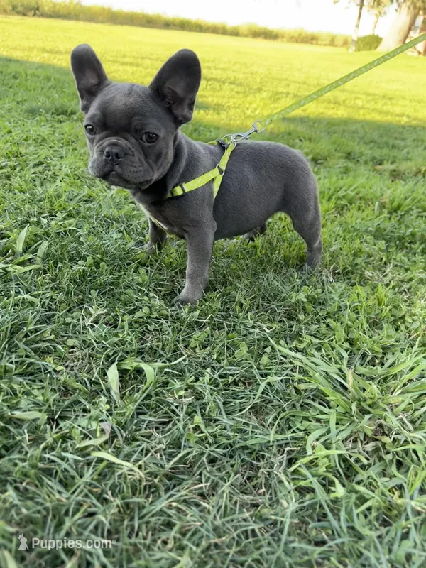 Bluey – French Bulldog puppy for sale in Merced, CA