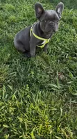 Bluey, a male French Bulldog for sale in Merced, CA – Photo 3 of 7
