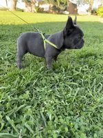 Bluey, a male French Bulldog for sale in Merced, CA – Photo 4 of 7