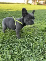 Bluey, a male French Bulldog for sale in Merced, CA – Photo 5 of 7