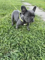 Bluey, a male French Bulldog for sale in Merced, CA – Photo 6 of 7
