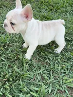 Milo, a male French Bulldog for sale in Merced, CA – 7 of 9