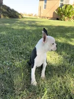 Bandit , a male Boston Terrier for sale in Merced, CA – 2 of 8
