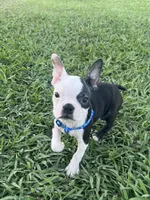 Bandit , a male Boston Terrier for sale in Merced, CA – 4 of 5