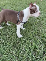 Cooper, a male Boston Terrier for sale in Merced, CA – 2 of 7