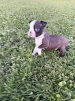 Bingo , a male Boston Terrier for sale in Merced, CA – Photo 3 of 6