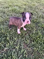 Bingo , a male Boston Terrier for sale in Merced, CA – Photo 1 of 6